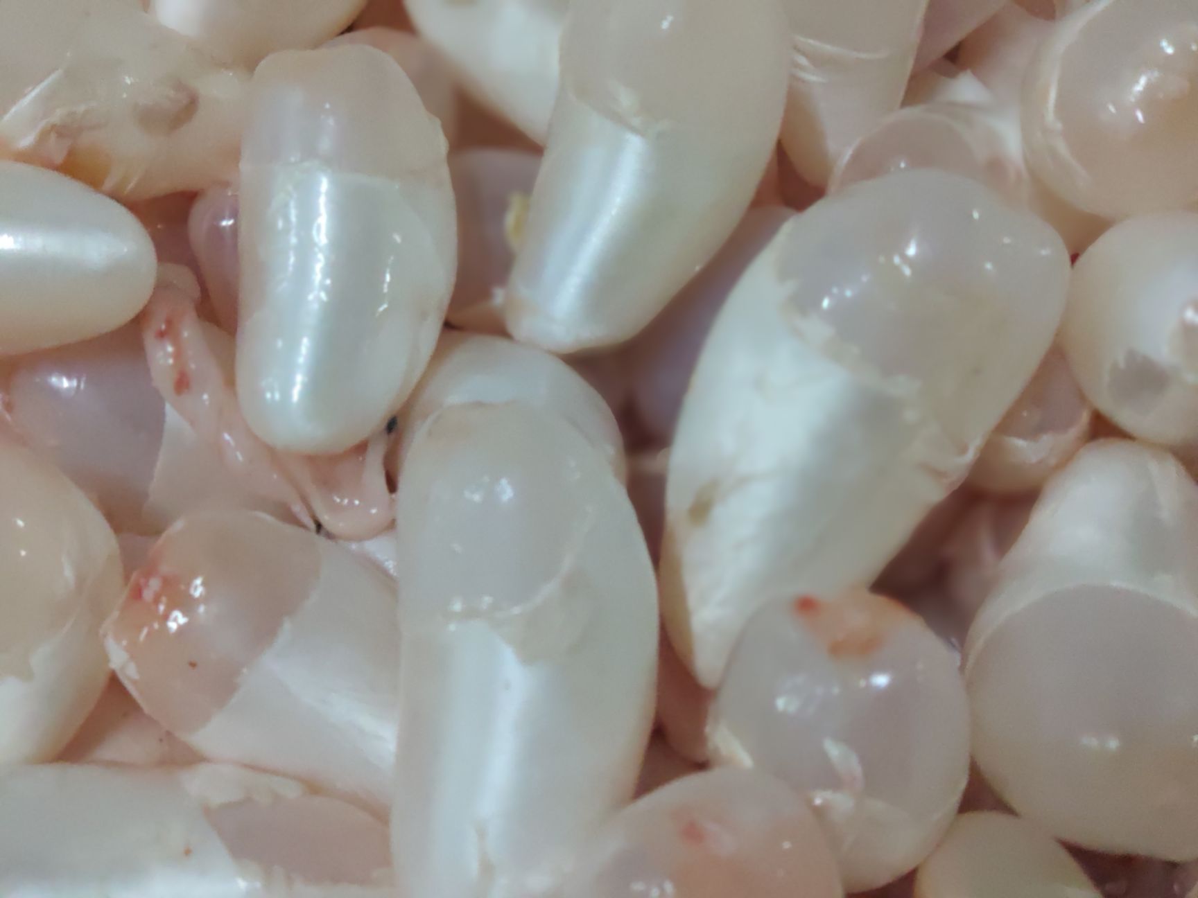 白鲢鱼  鲜鱼鳔（鲜鱼泡，鱼胶）工厂直发，品质保证，价格优惠