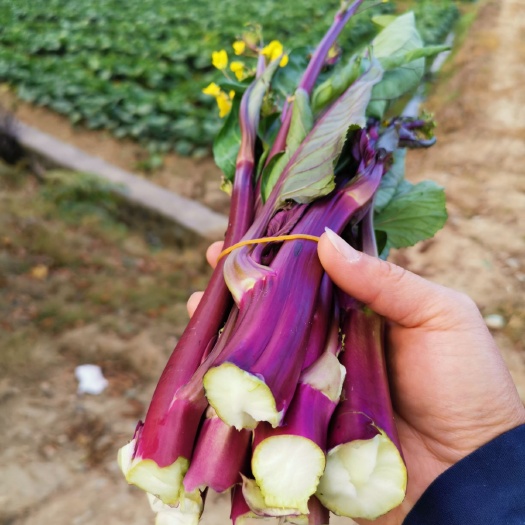 新田县 富硒红菜苔