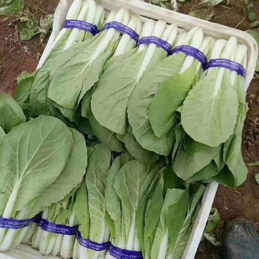 曹县产地大量上市上海青小白菜