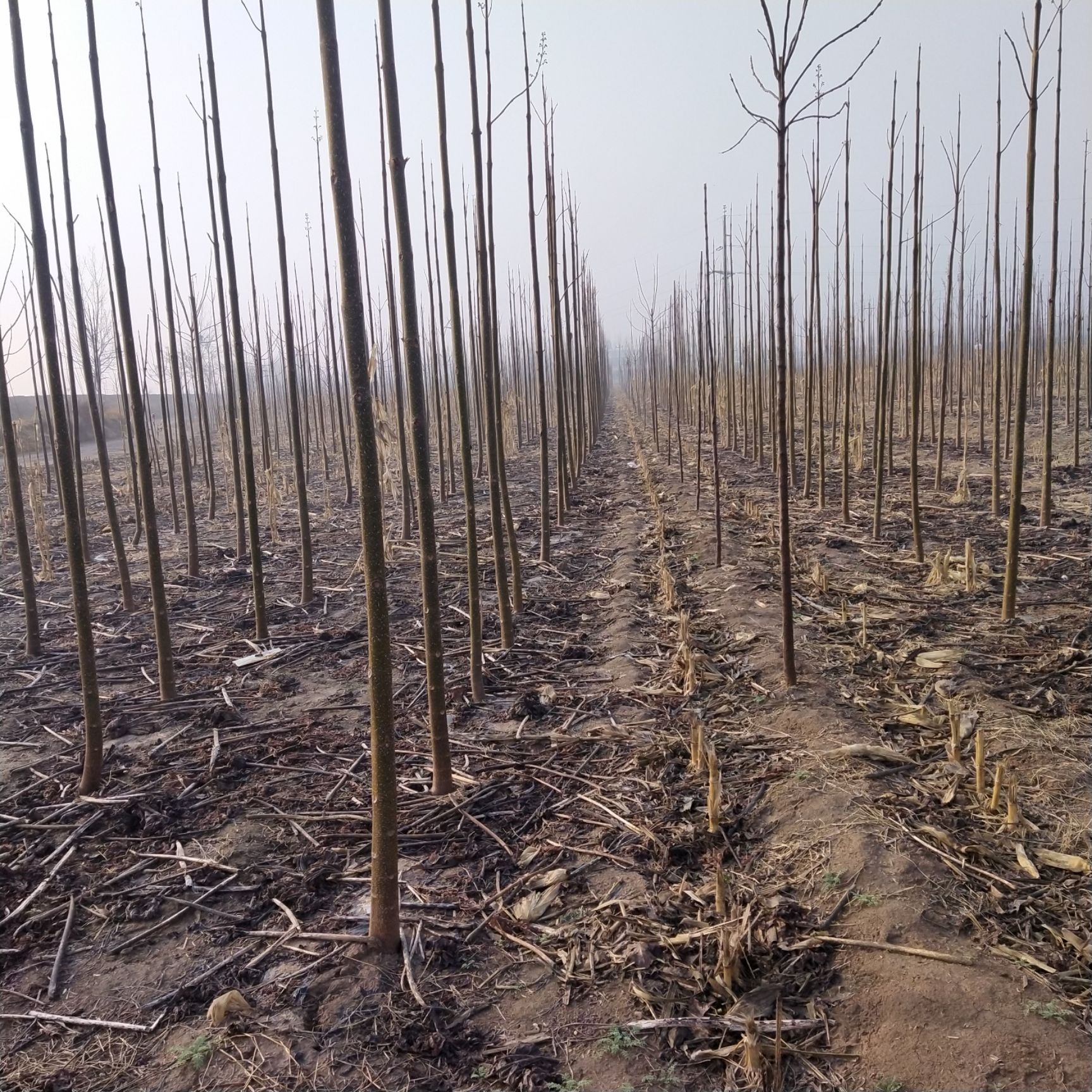 四倍体泡桐五公分左右