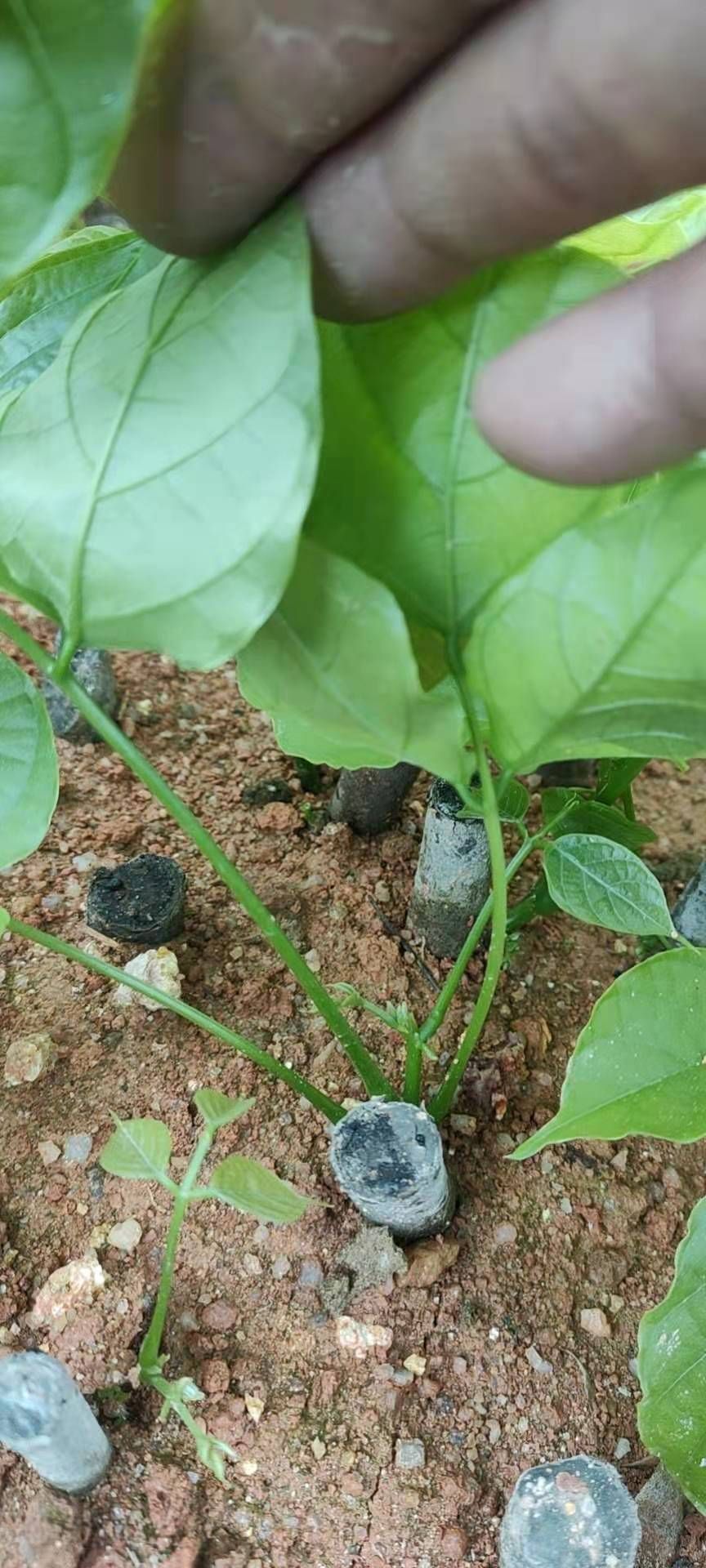 鸡血藤种苗 鸡血藤苗，高丰产，包技术，包回收