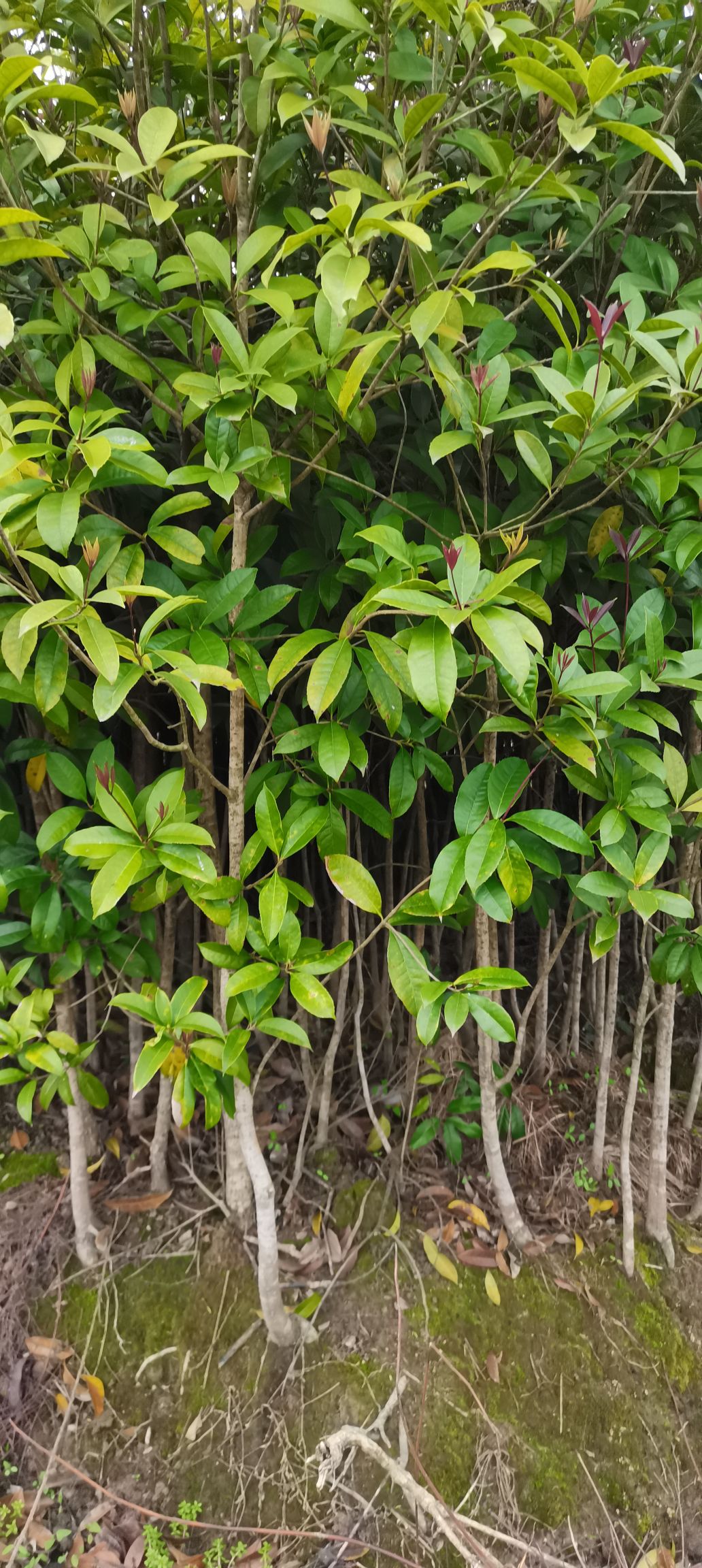 桂花树苗  大量供应2-3公分桂花，主营罗汉松，枫香，木荷，桂花，檫木