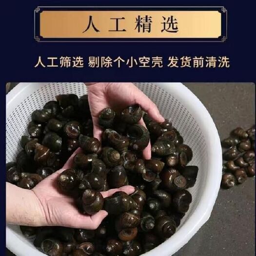 汉川市淡水硬壳田螺商品田螺商品螺批发价格优惠