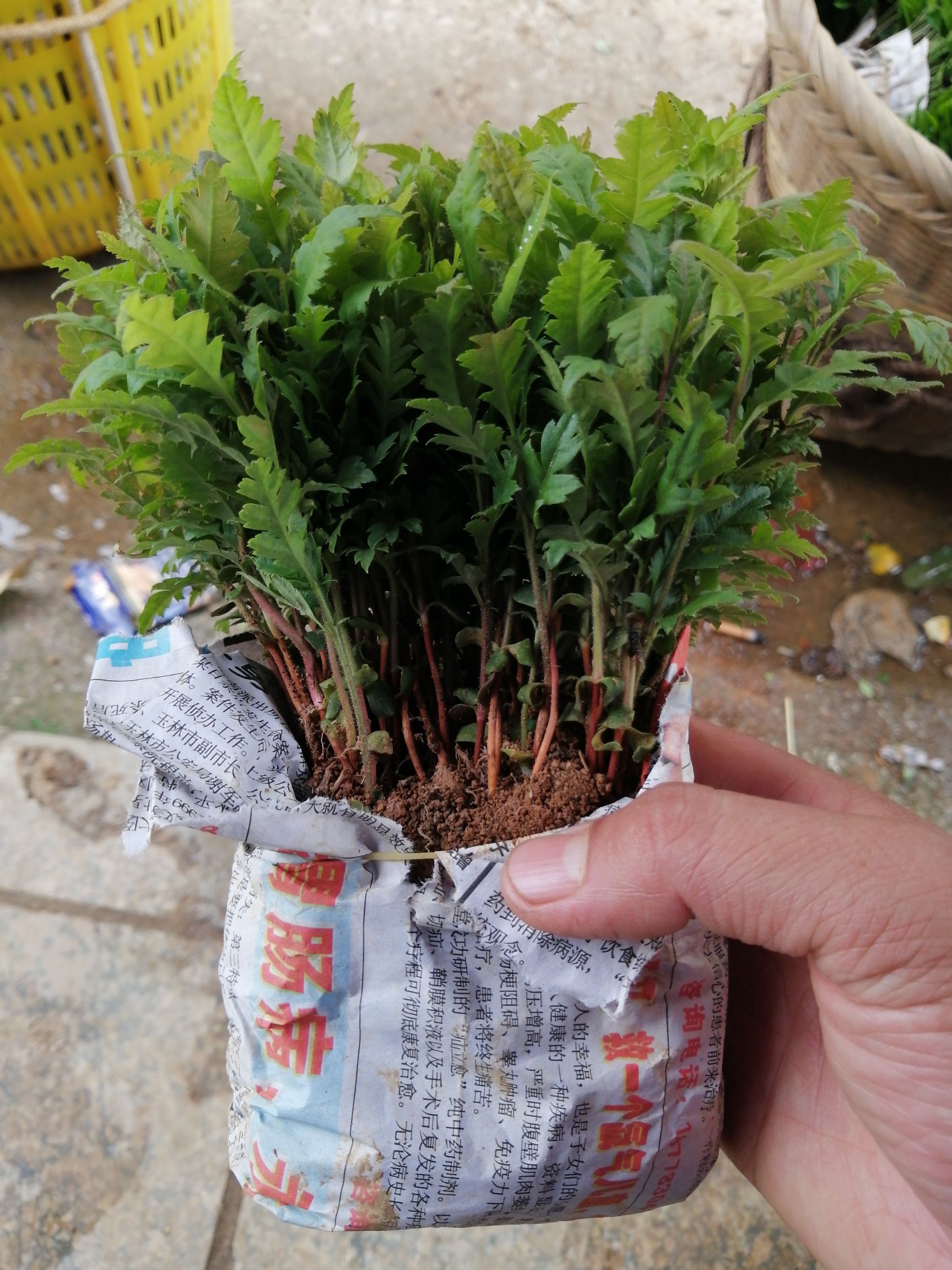 杨梅树苗  杨梅苗，杨梅小苗，产地直销，