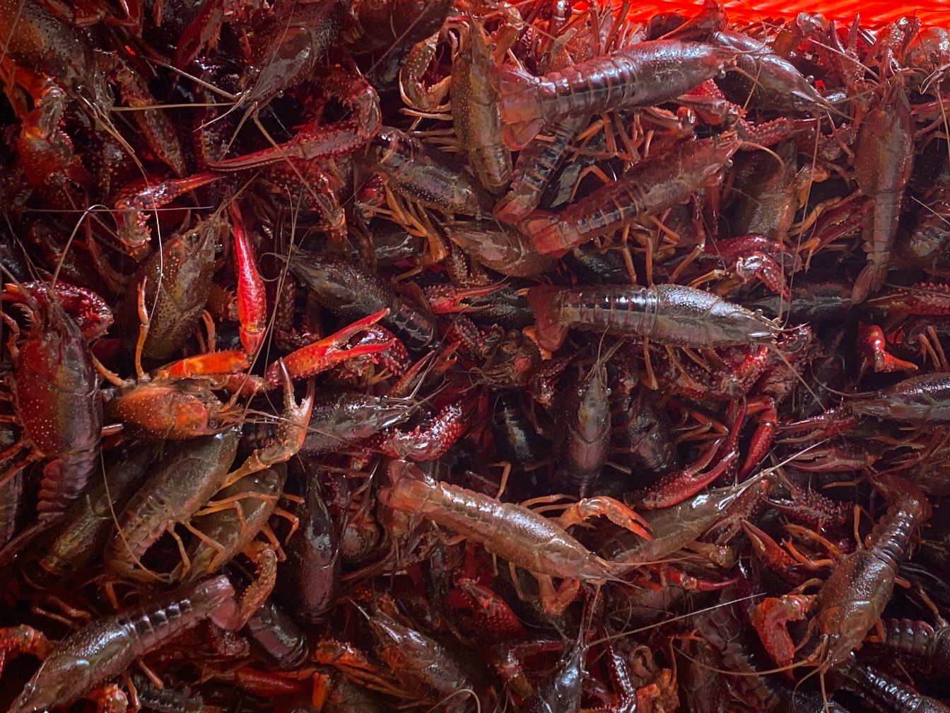 湖北洪湖【军奇水产】龙虾  大青红全国发货