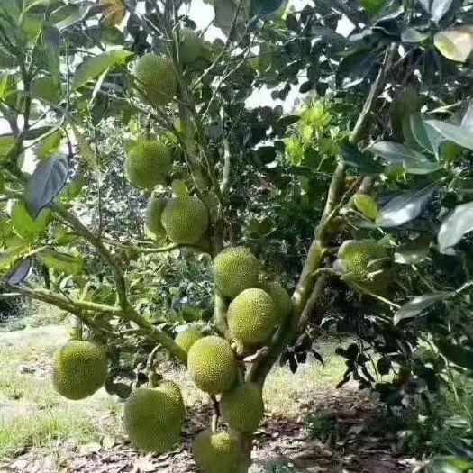 灵山县马来西亚一号菠萝蜜苗  木菠萝，挂果率高，香甜软糯，好吃，自家种植或者商业种植都合适