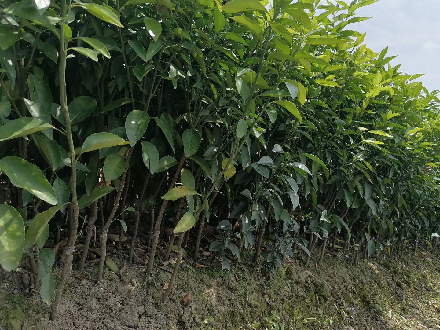 091无核沃柑苗