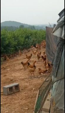 果园生态土鸡，土鸡蛋，鸡以虫草为食，以五谷杂粮喂之！健康营养