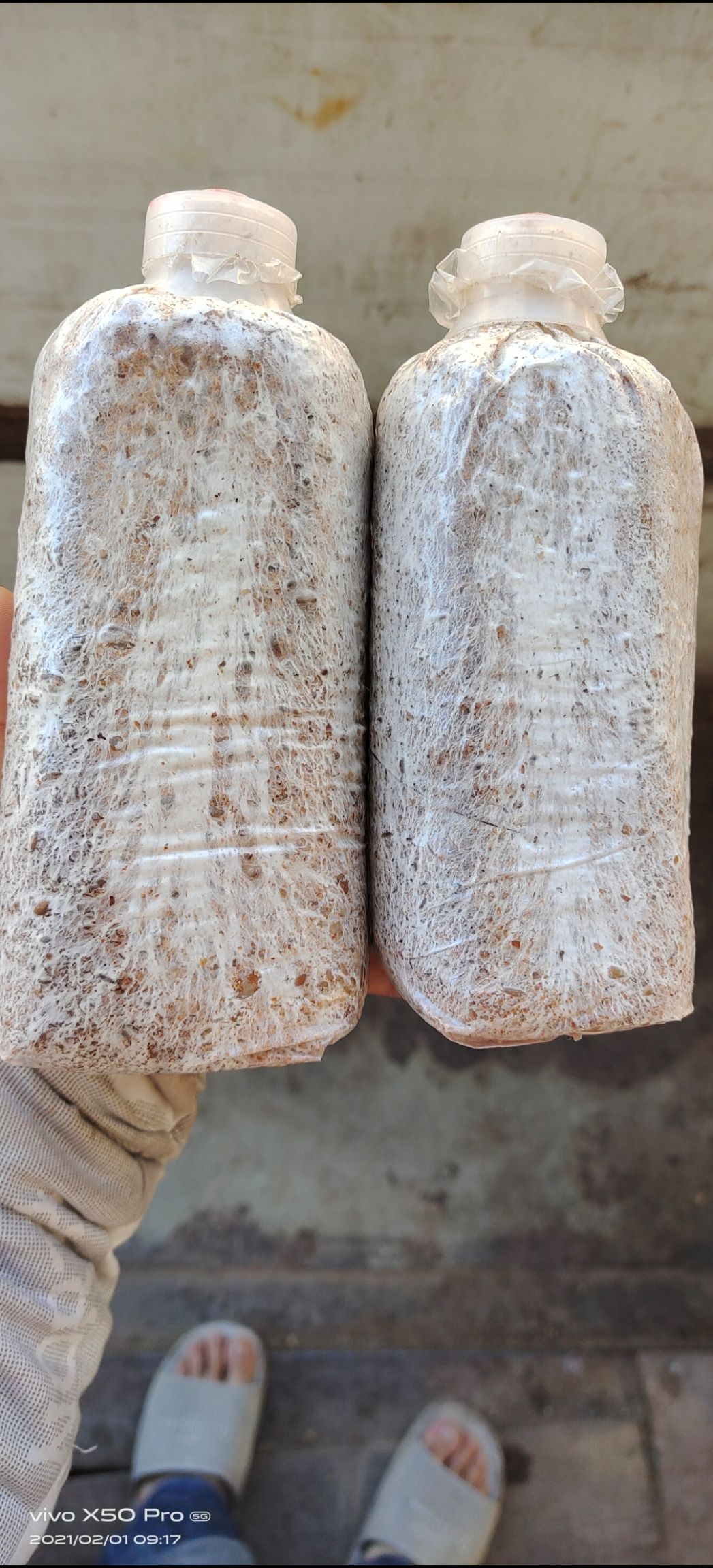 茯苓菌种