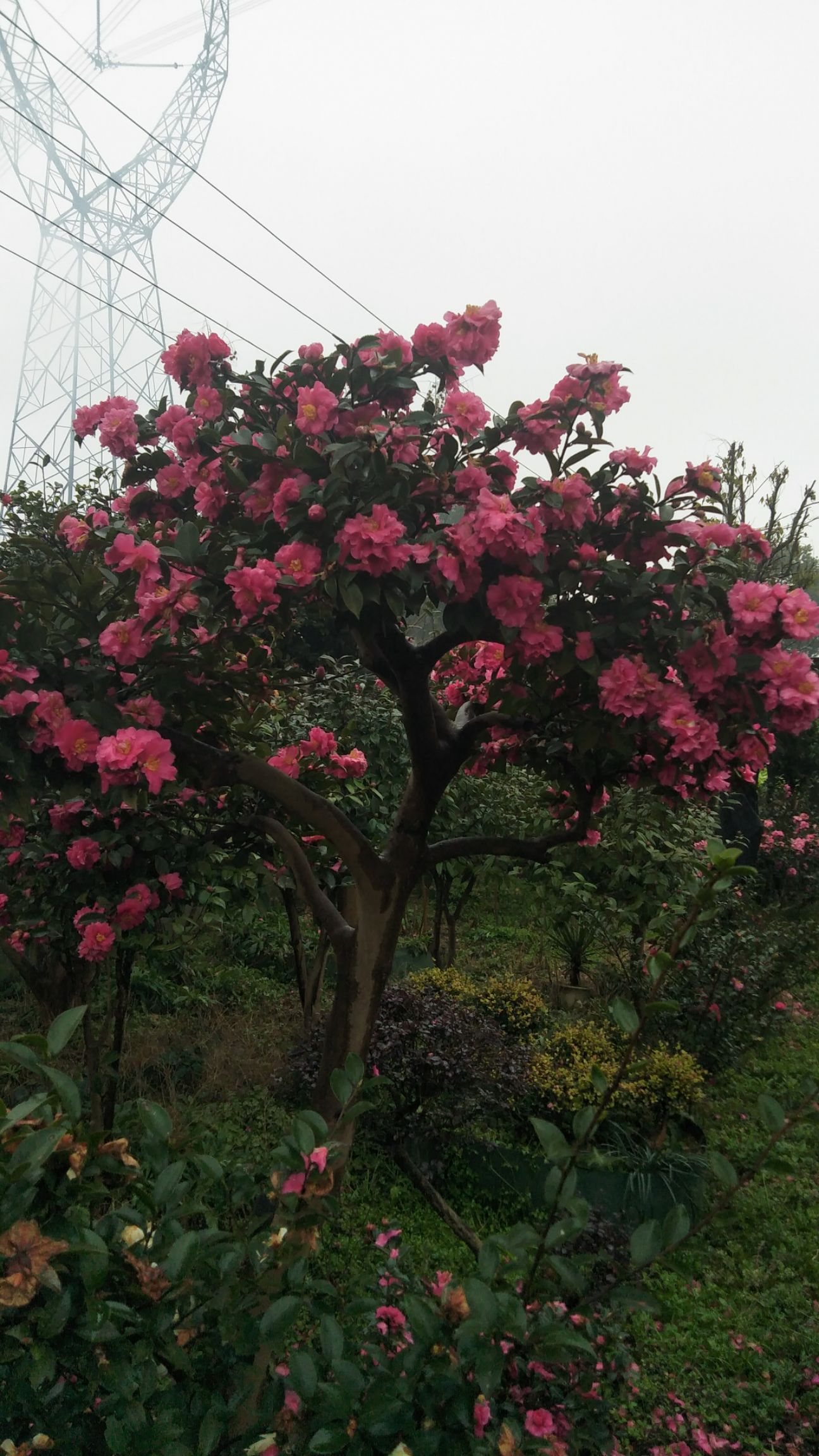 三十多个品种的茶花茶梅   2一28公分杆径 一树同开七种花