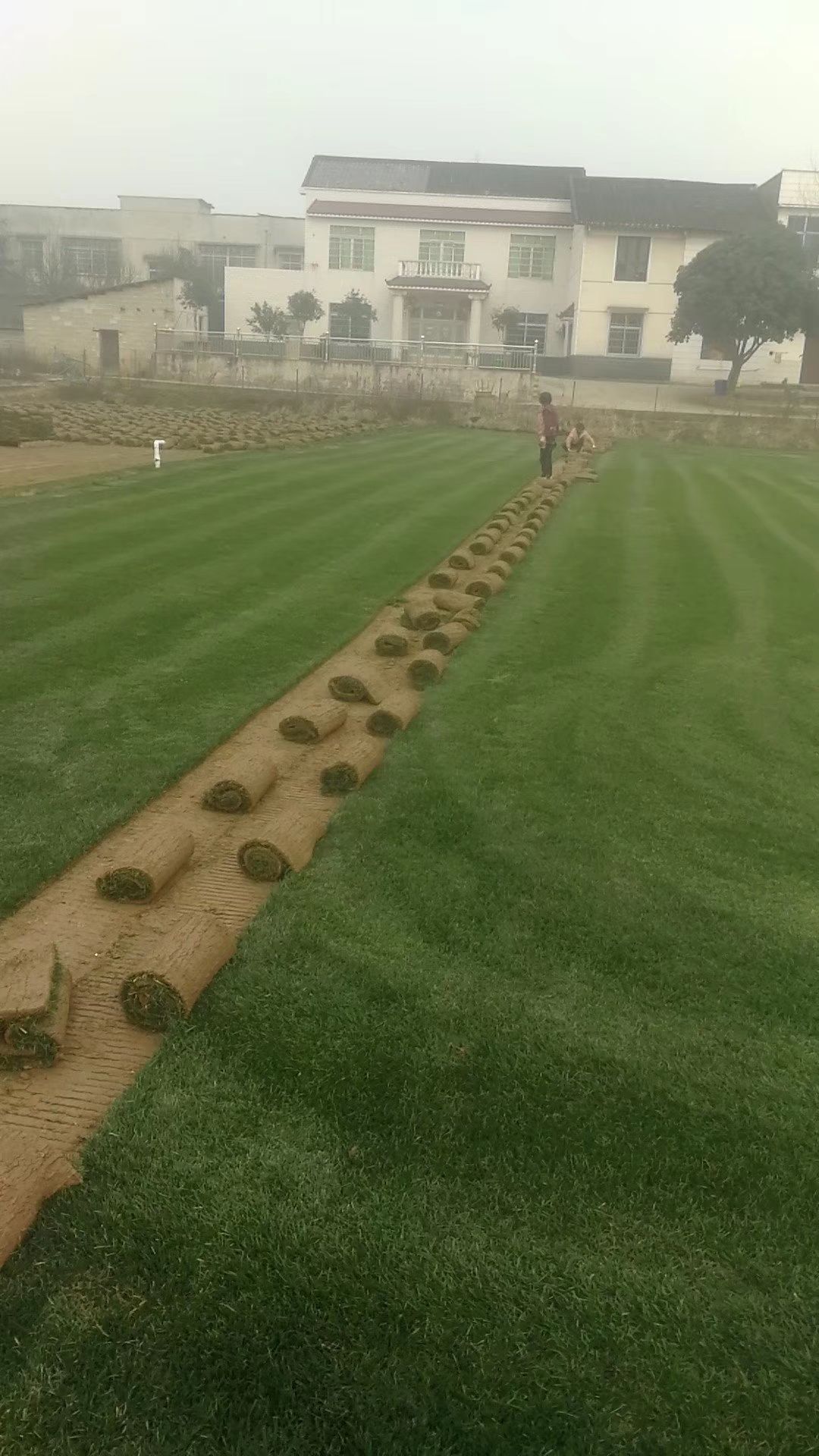 马尼拉草皮 马尼拉 百幕大 果岭草 四季青