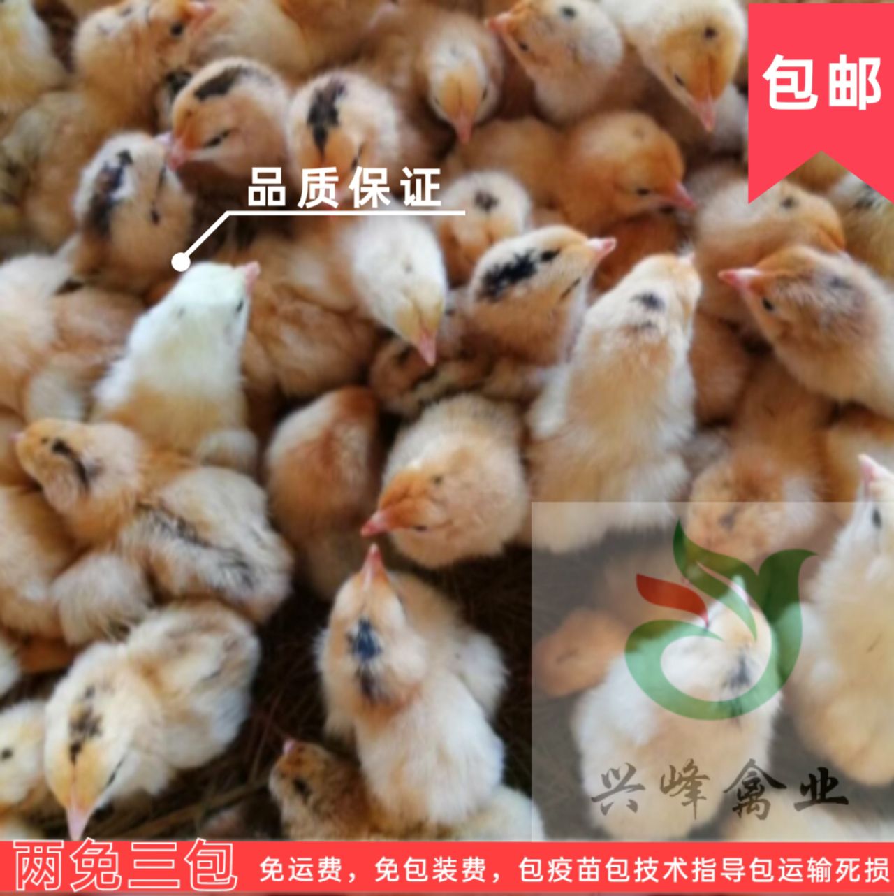 一代土鸡苗，皖南黄，黄脚黄羽，孵化场直供