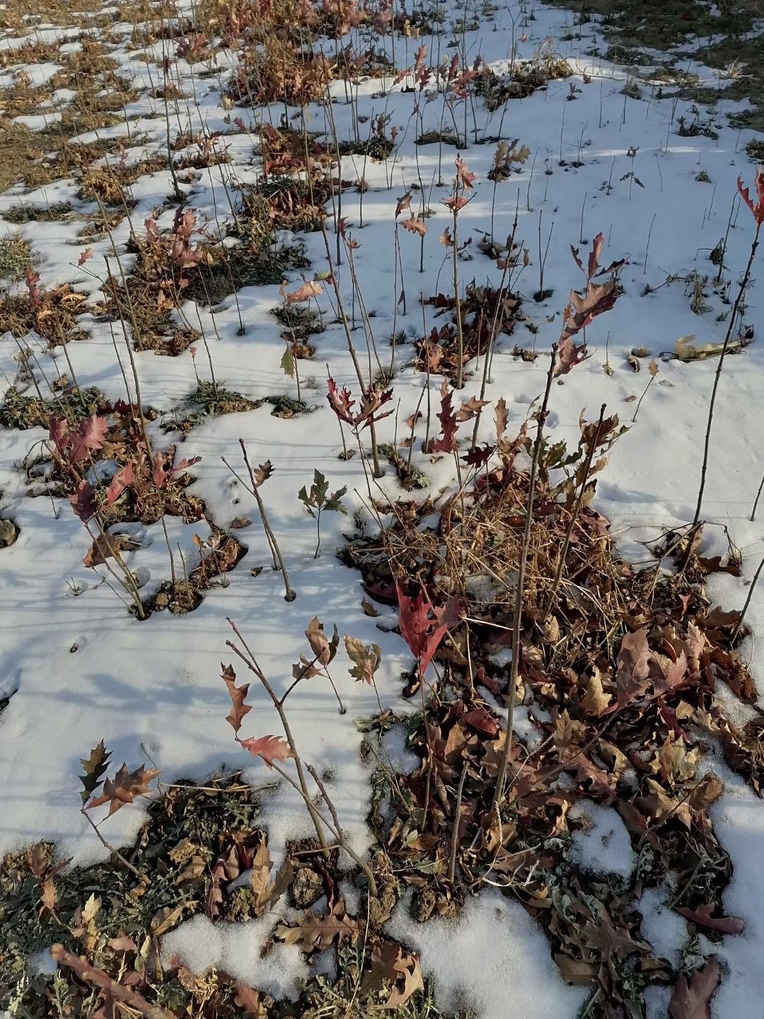 济南北美红栎  沼生栎小苗，具有耐寒，抗寒耐涝无病虫害的特点，适合全国各地种