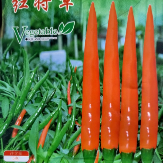 商丘朝天椒种子 大果型，产量高，抗病强