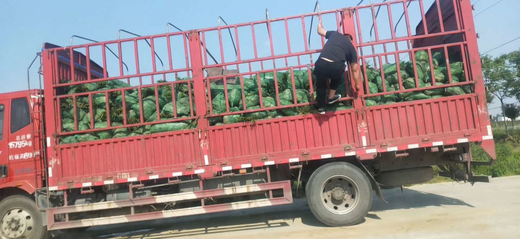 麦冬草 中叶细叶  日本矮麦冬 阔叶麦冬草批发价