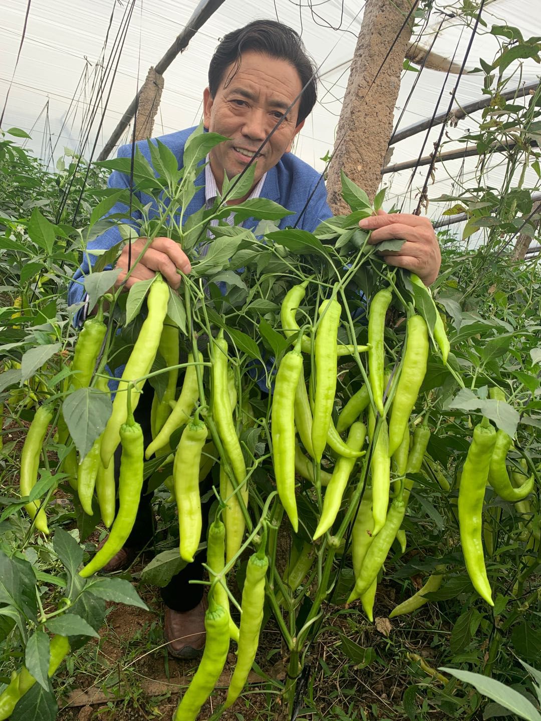 羊角椒种子  早熟，抗病羊角椒新品，挂果量大