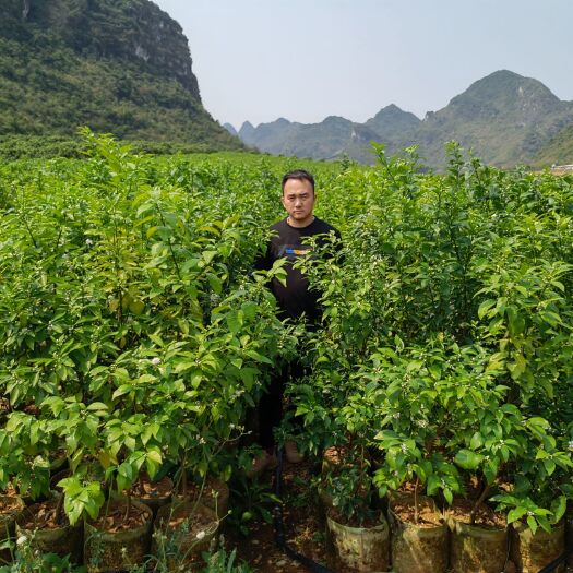武宣县沃柑苗  两年沃柑大杯苗限量亏本忍痛销售