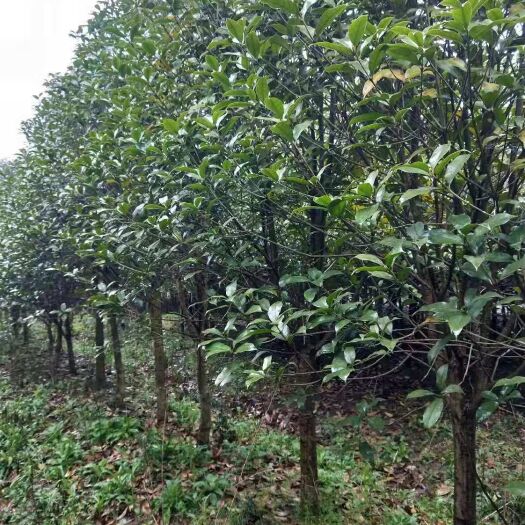 南京八月桂 八公分桂花树35元一棵