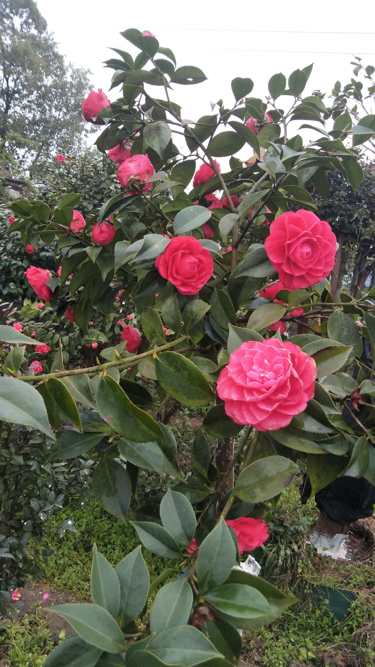 三十多个品种的茶花茶梅   2一28公分杆径 一树同开七种花