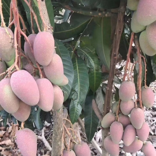 芒果  广西百色台农，贵妃，桂七，金煌芒预售