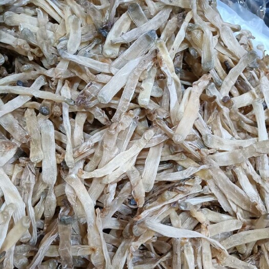 徐闻县特级湛江天然足干沙虫，无沙，非常漂亮，品质保证，批发供应。