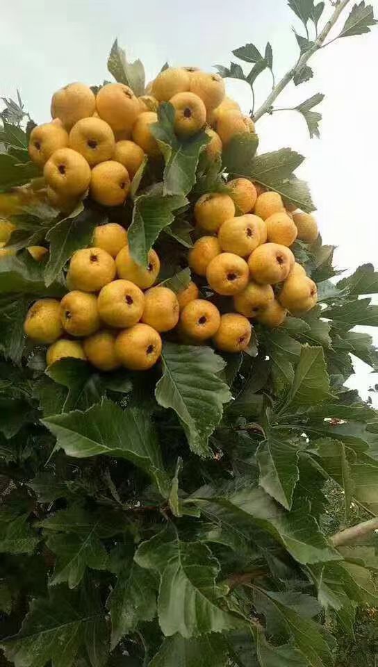 大金星山楂树苗  大金星，大五棱，甜山楂，黄山楂苗