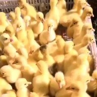 三原县白鹅苗