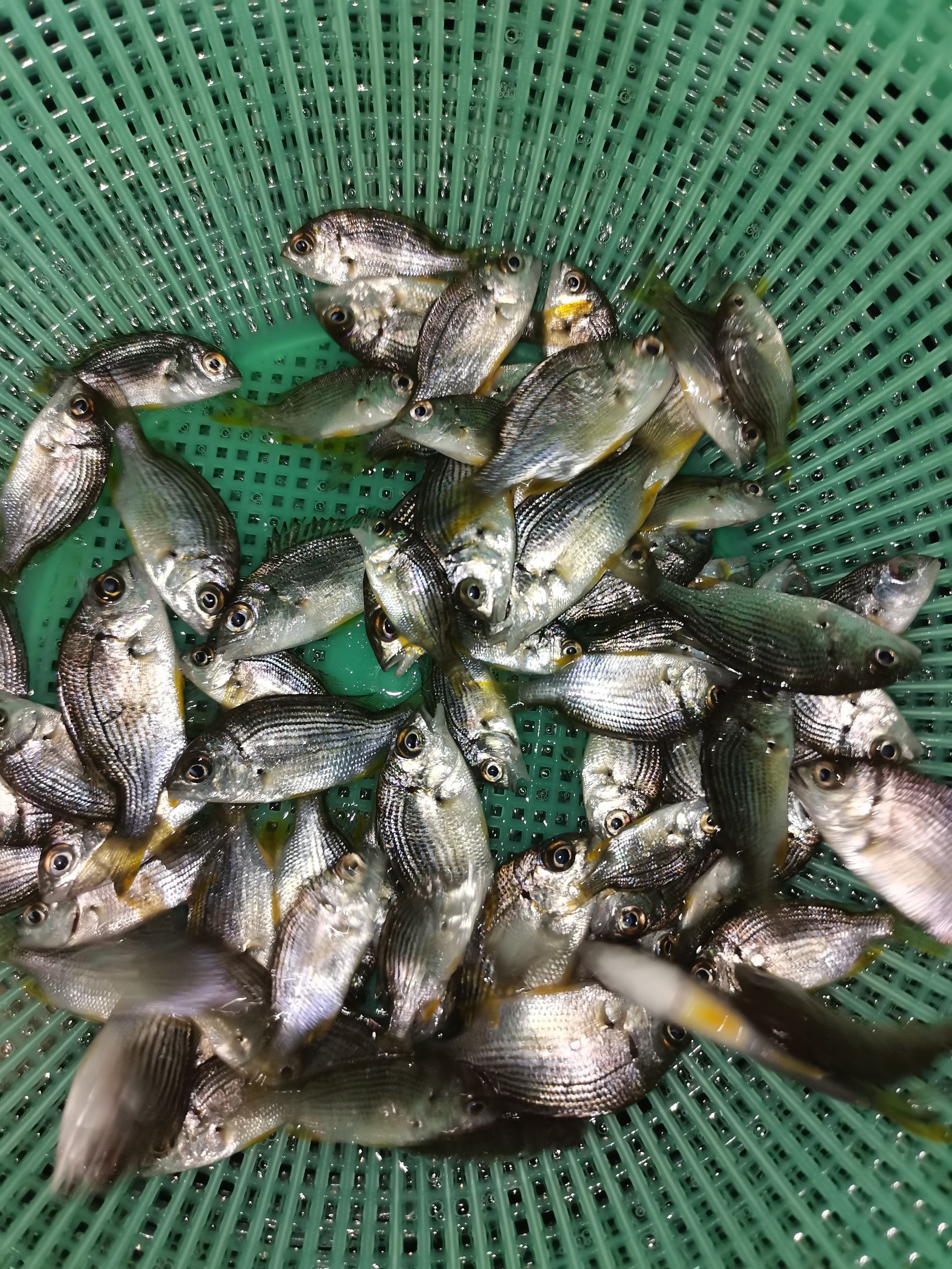 黄脚立鱼苗  黄鳍鲷鱼苗，常有规格3-6cm，苗优价廉