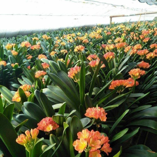 漳平市君子兰盆栽 供应开花的君子兰
