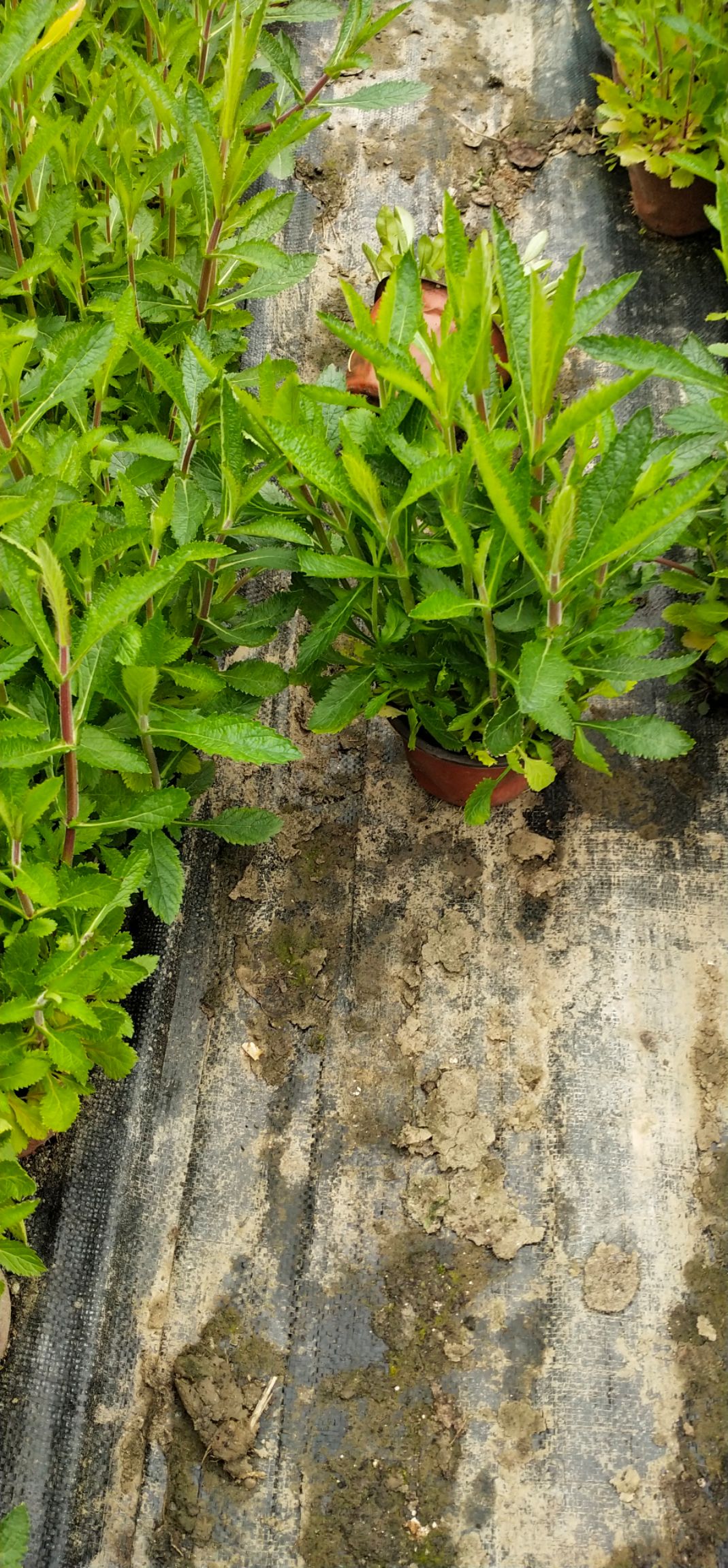 柳叶马鞭草
120盆柳叶马鞭草