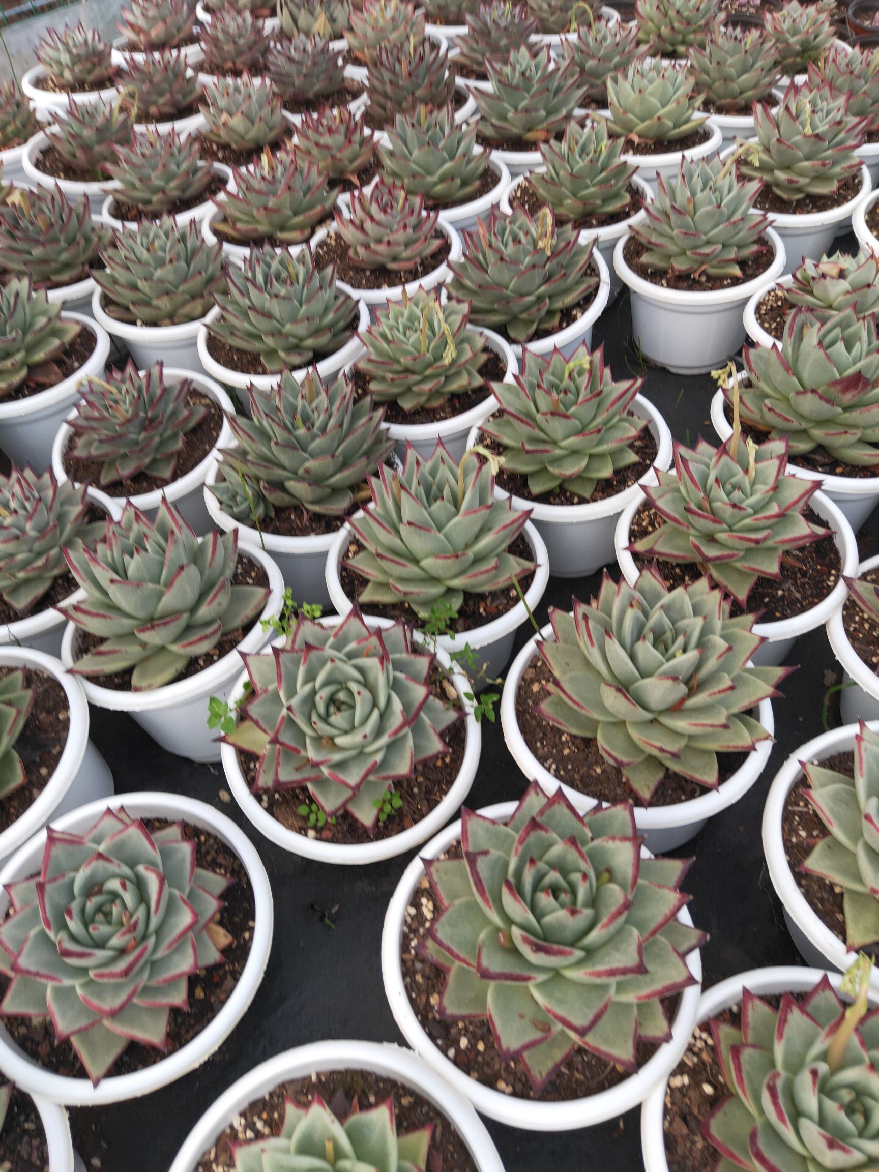 冬云乌木 230盆乌木，基地直销欢迎各位老板选购