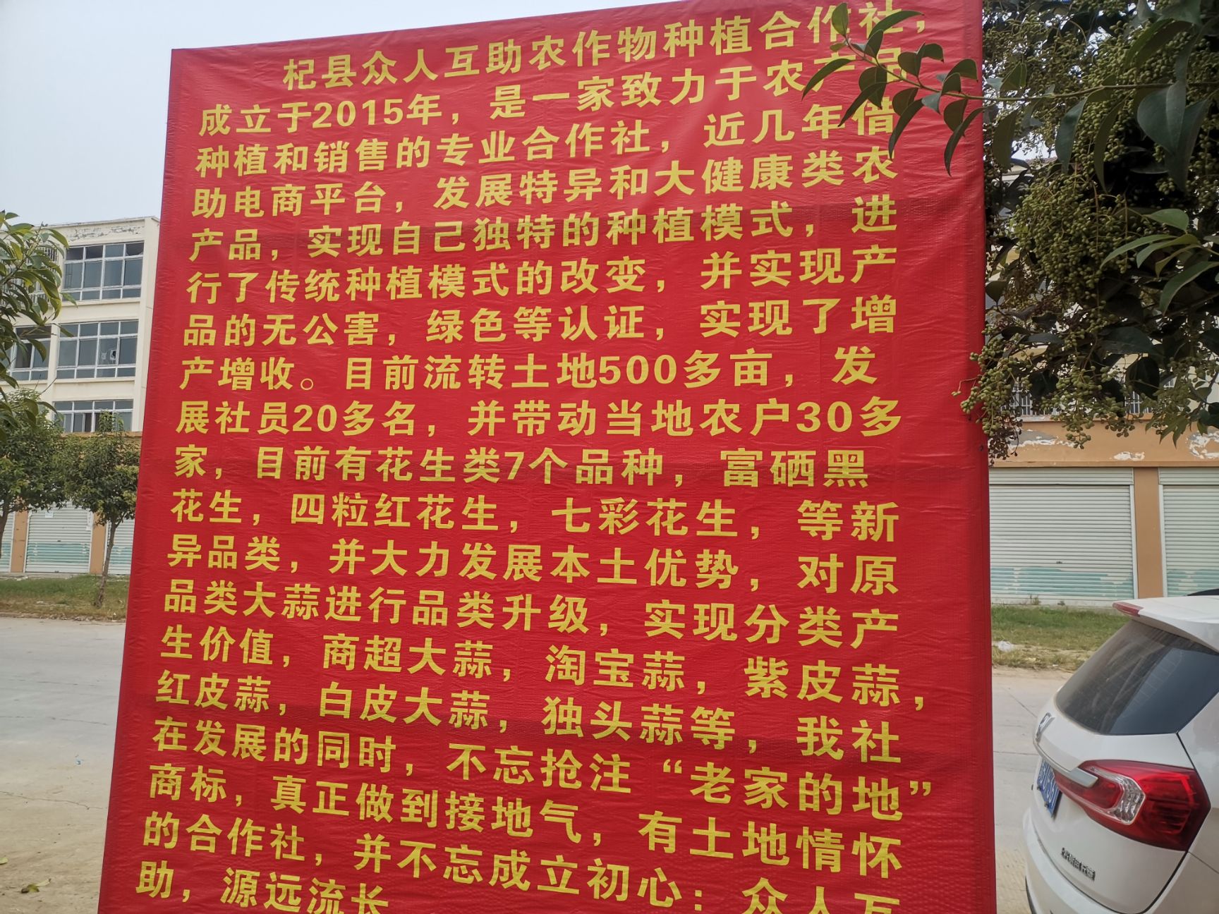 花育系列  花生芽专用芽菜米，种子米，花育25.16系列，全