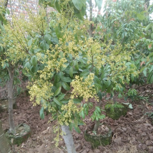 合江县荔枝苗  供应荔枝嫁接苗和高压苗，可提供5公分到20公分以上的大小树。
