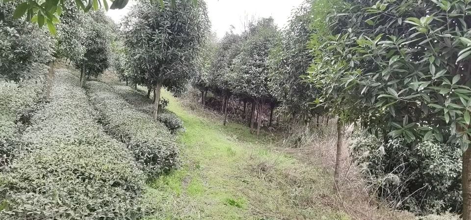 金桂 9-10公分桂花