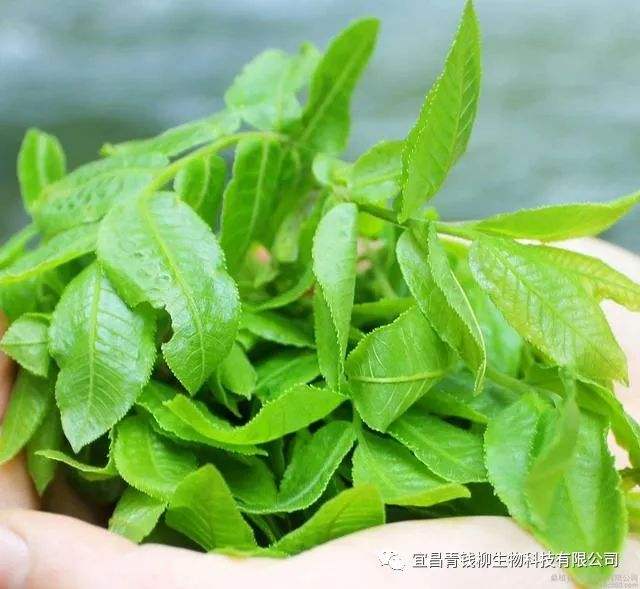 青钱柳叶