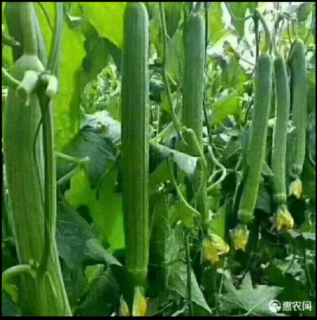 水溶肥  亚磷酸钾