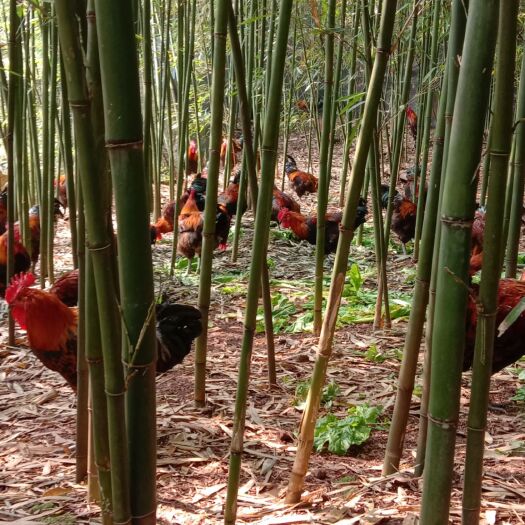 犍为县土鸡 6-7斤 公 