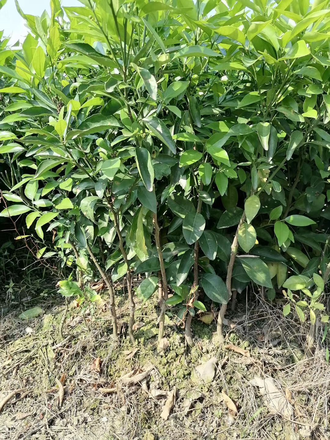 091无核沃柑苗