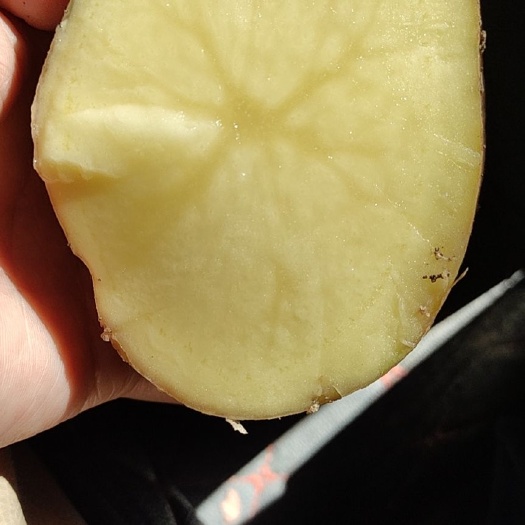 宁安市 牡丹江尤金885土豆，是市场上非常认可的品种，黄皮黄心薯型好