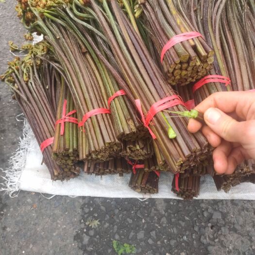 安顺贵州野生蕨菜 苦蕨菜