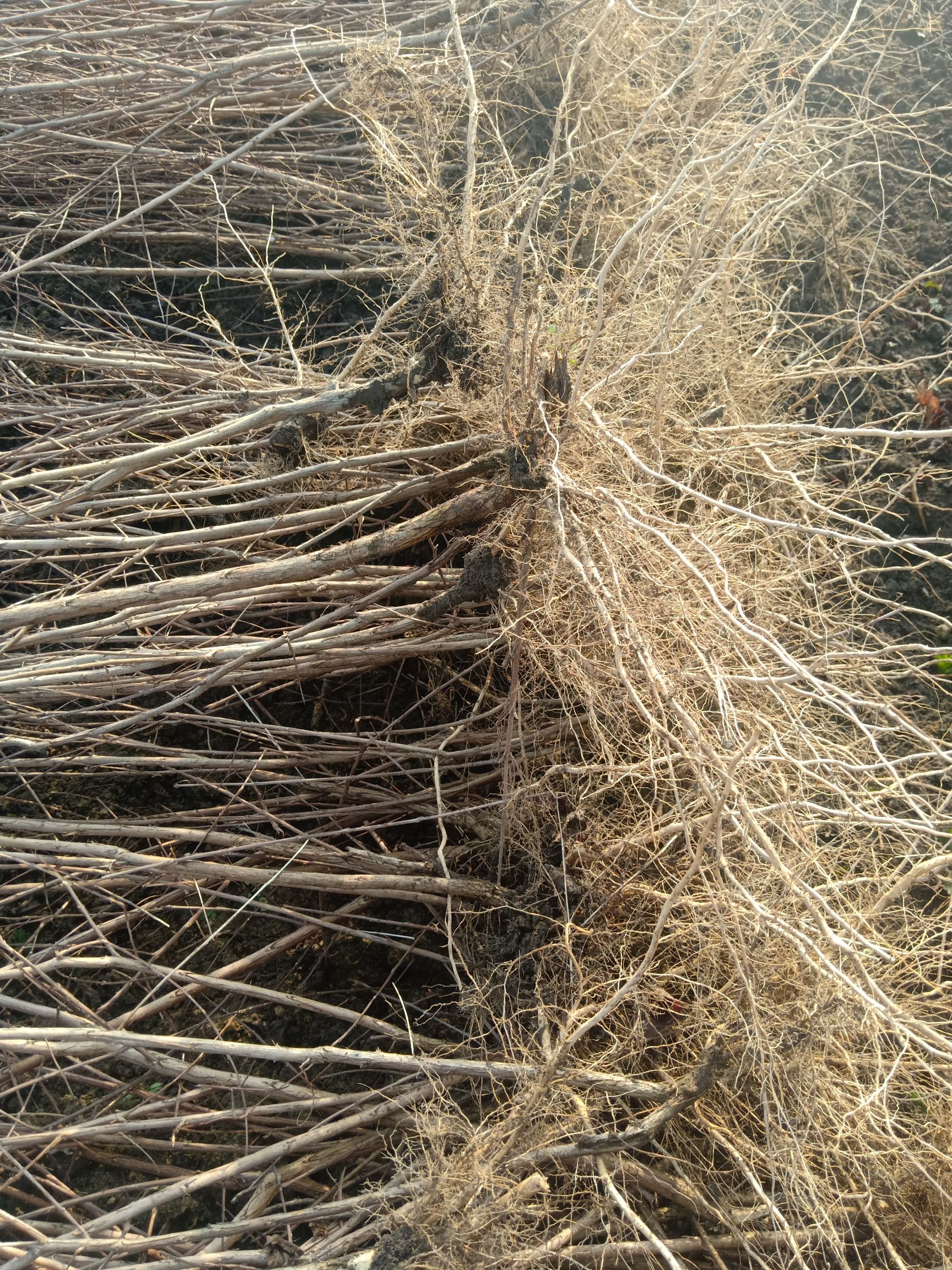  紫薇，矮化型紫薇