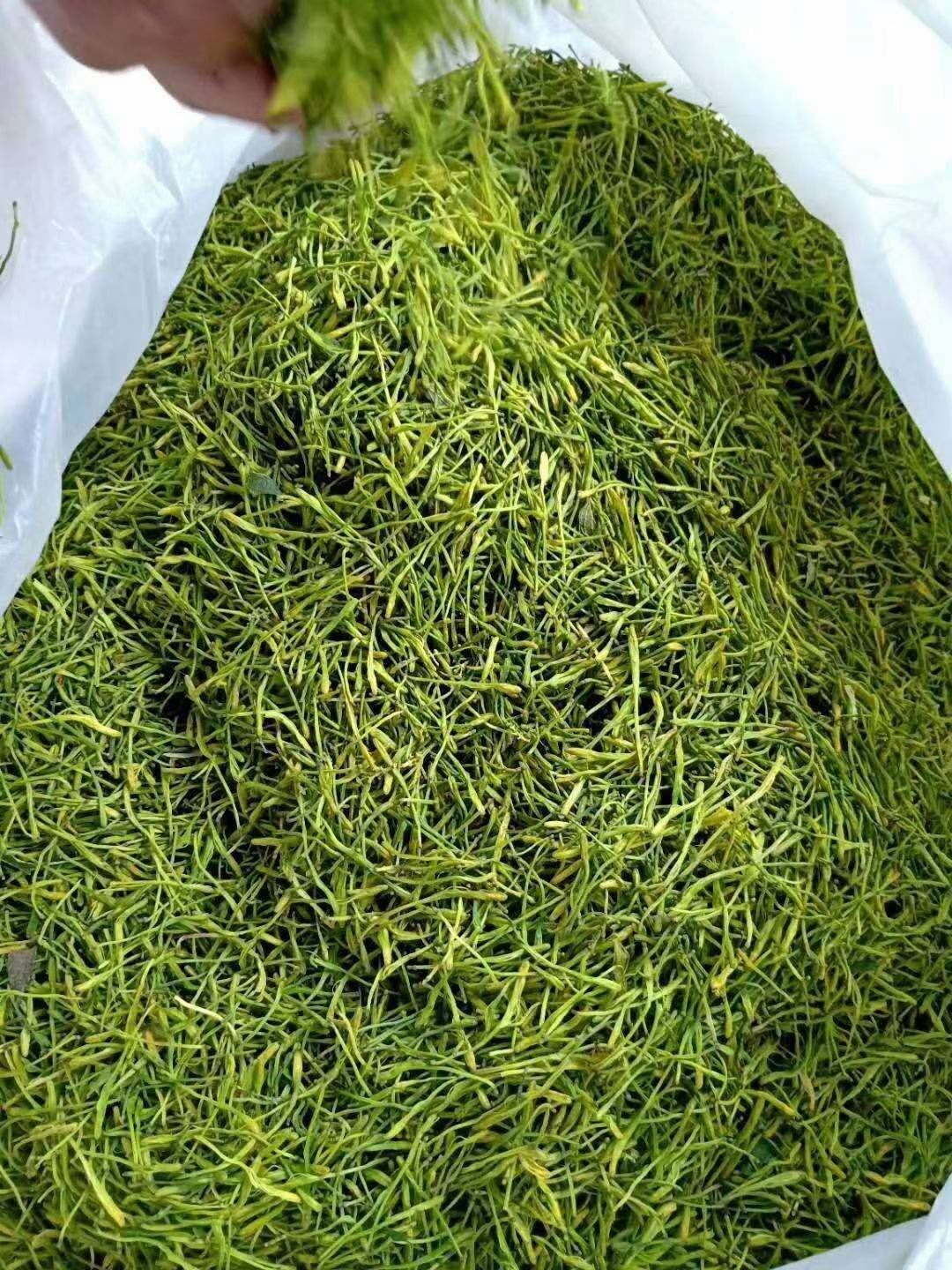 山银花  湖南金银花【大货供应】