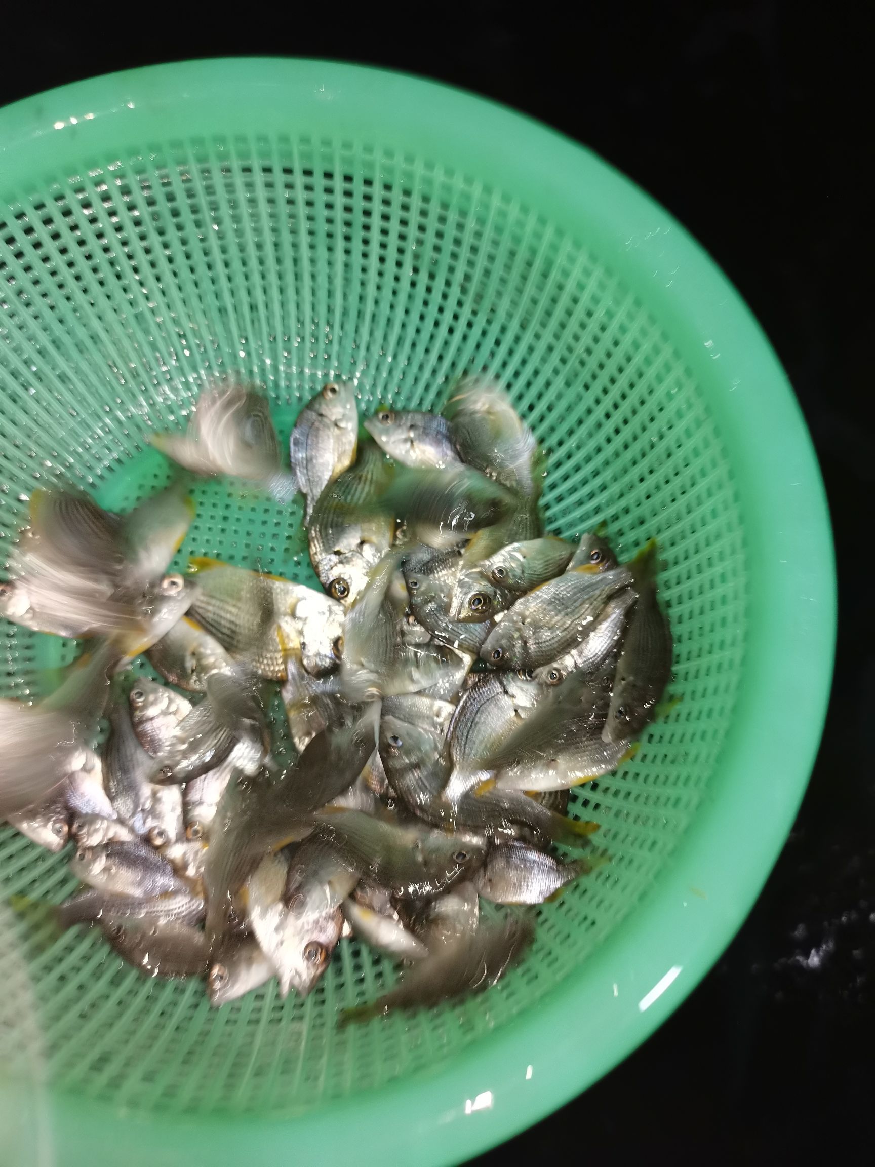 黄脚立鱼苗  黄鳍鲷鱼苗，常有规格3-6cm，苗优价廉
