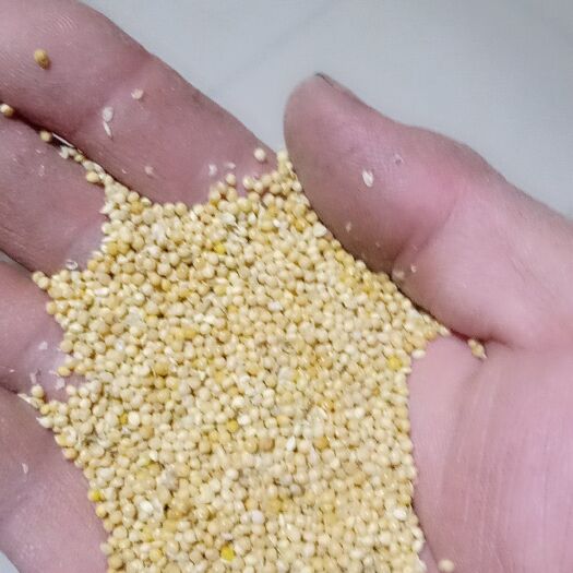 南皮县小米 本地种的谷子品质上好15000