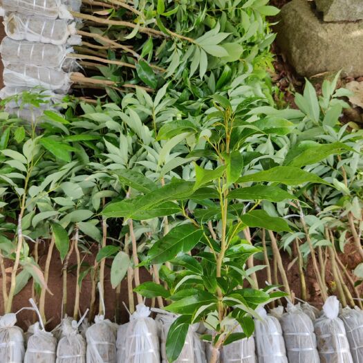 灵山县无核荔枝苗 嫁接苗 带土球 