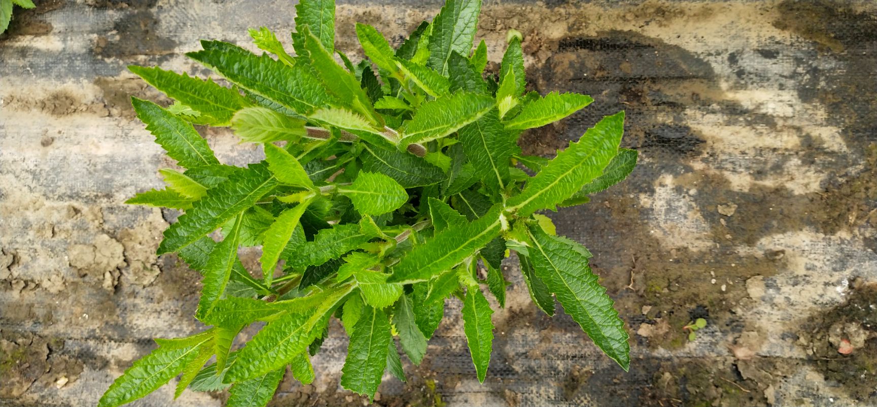 柳叶马鞭草
120盆柳叶马鞭草