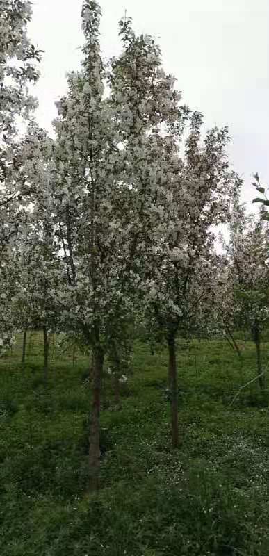 海棠品种基地出售垂丝海棠树苗小叶垂丝海棠免费