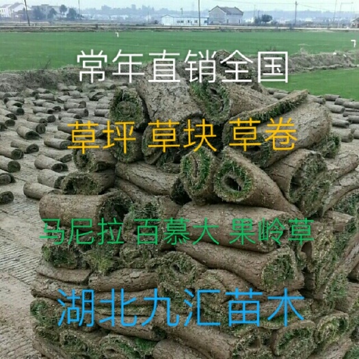 武汉马尼拉草皮 马尼拉 百幕大 果岭草 四季青