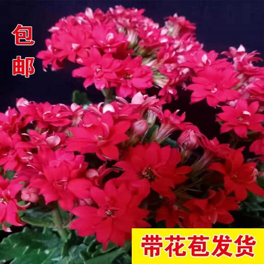 无极县【带花苞发货长寿花 长寿花盆栽 四季开花  花卉 盆栽 水培
