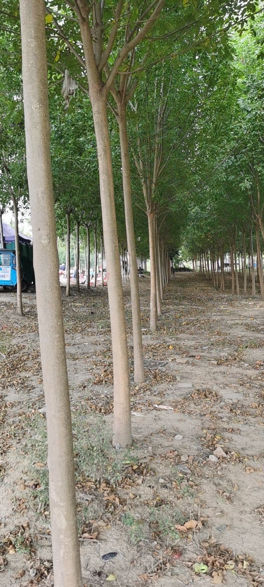 速生白蜡 2.5~3米 